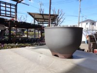 伝市鉢 コウロ型黒化粧6号
