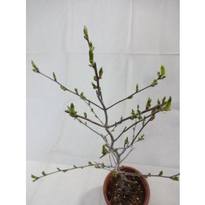 画像3: ローヤ柿 喝采(3)