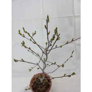 画像6: ローヤ柿 喝采(3)