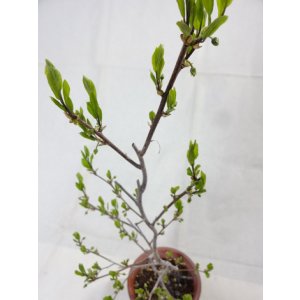 画像6: ローヤ柿 喝采(2)