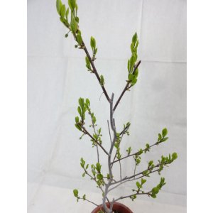 画像3: ローヤ柿 喝采(2)