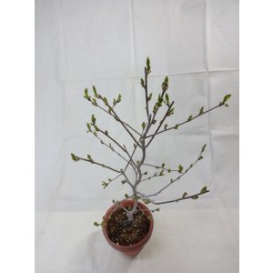 画像5: ローヤ柿 喝采(3)