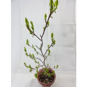 画像5: ローヤ柿 喝采(2)