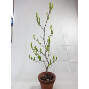 画像4: ローヤ柿 喝采(2)