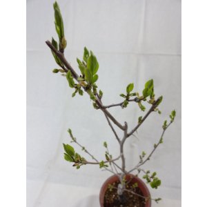 画像6: ローヤ柿 喝采(1)