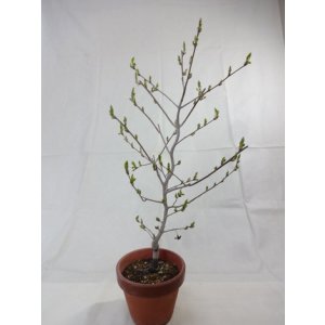 画像4: ローヤ柿 喝采(3)