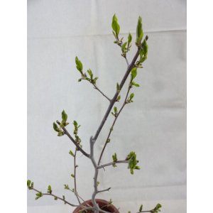 画像3: ローヤ柿 喝采(1)