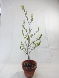 ローヤ柿 喝采(2)