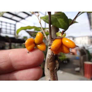 画像8: ローヤ柿 喝采(2)