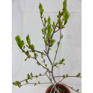 画像3: ローヤ柿 喝采(4)