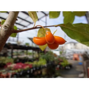 画像7: ローヤ柿 喝采(4)