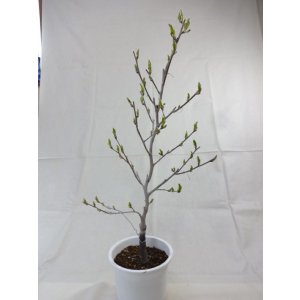 画像4: ローヤ柿 喝采(5)