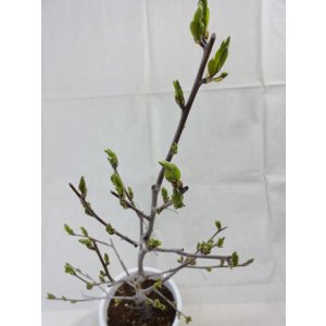 画像6: ローヤ柿 喝采(5)