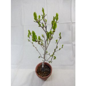 画像5: ローヤ柿 喝采(4)