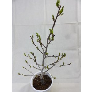 画像5: ローヤ柿 喝采(5)