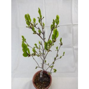 画像6: ローヤ柿 喝采(4)