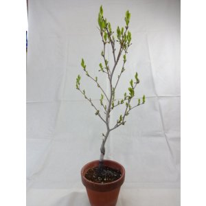 画像4: ローヤ柿 喝采(4)