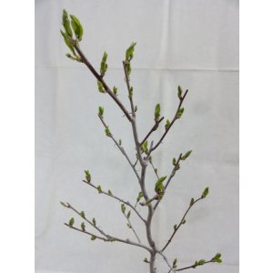 画像3: ローヤ柿 喝采(5)