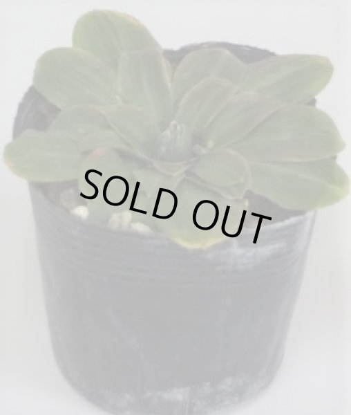 画像2: ショウジョウバカマ羅紗丸 (2)