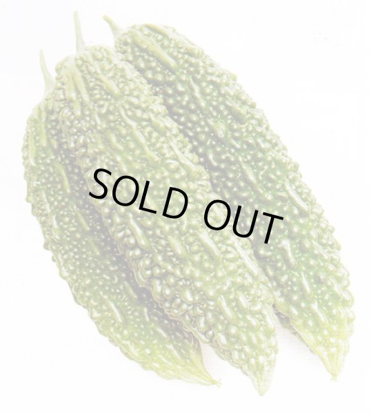 画像2: あばしゴーヤ接木苗 (2)