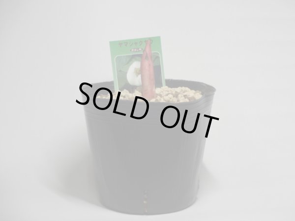 画像2: 山シャクヤク (2)