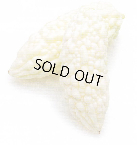 画像2: 白ゴーヤ (2)