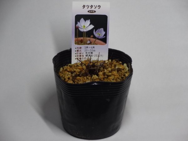画像2: タツタソウ (2)