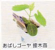 画像1: あばしゴーヤ接木苗 (1)