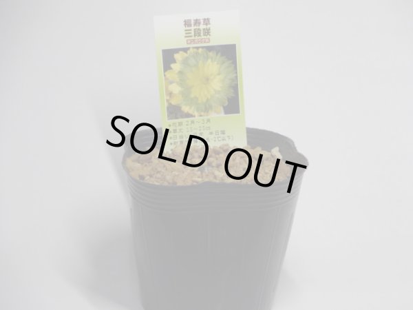 画像2: 福寿草三段咲 (2)