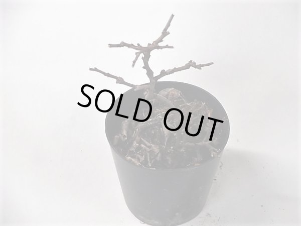 画像2: 白花長寿梅 (2)