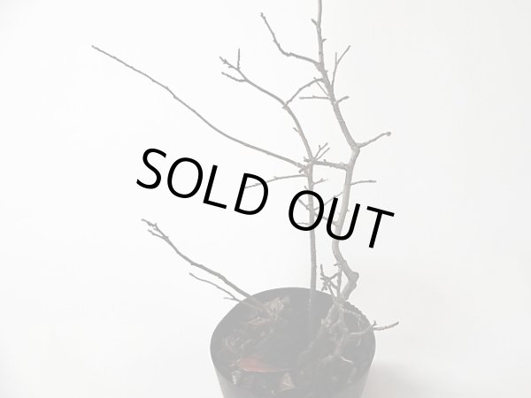 画像2: ウメモドキ(オギ) (2)