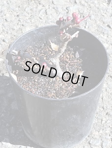 画像2: 草ボケ黒龍 (2)