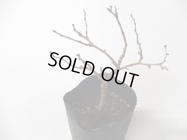 画像2: ツルウメモドキ(オギ) (2)