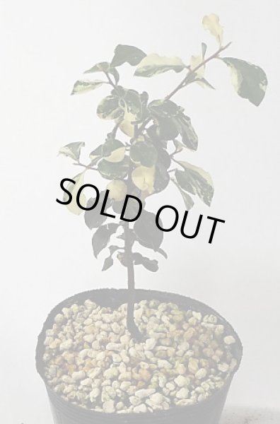 画像2: 斑入り常盤柿 (2)