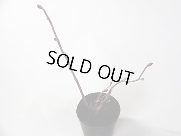 画像2: 土佐水木 (2)