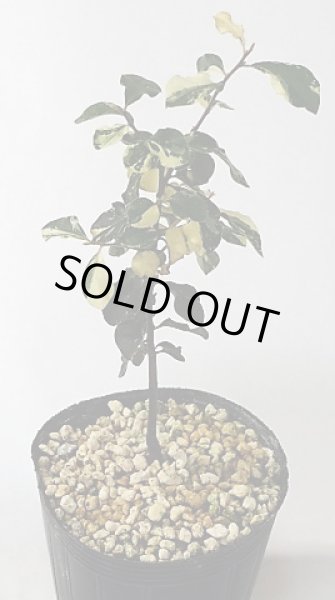 画像1: 斑入り常盤柿 (1)