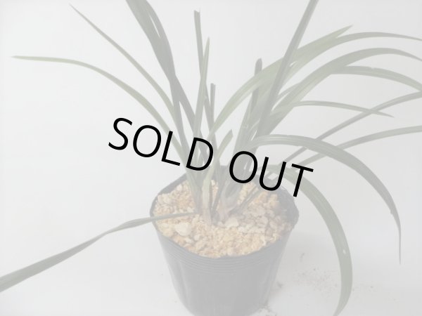 画像2: 春蘭双頭花 (2)