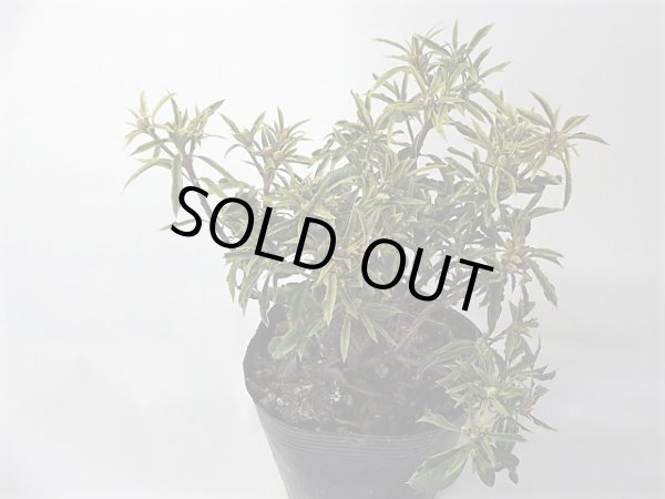 画像2: 斑入り吉野ツツジ (2)