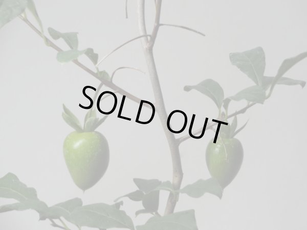 画像3: ローヤ柿 紅富士(b)(接木/素材) (3)