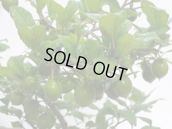 画像3: ローヤ柿 紅真珠(b) (3)