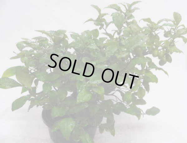 画像2: ローヤ柿 紅真珠(e) (2)