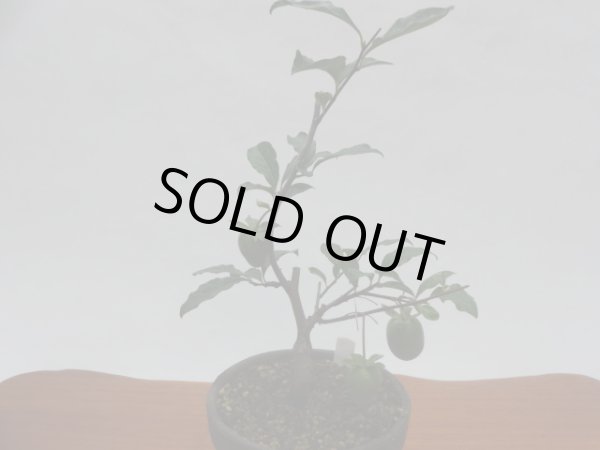 画像2: ローヤ柿 紅富士(c)(接木/素材) (2)