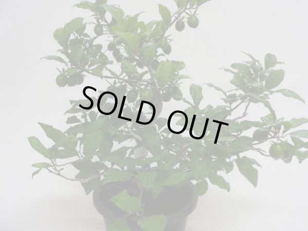 画像2: ローヤ柿 紅真珠(b) (2)