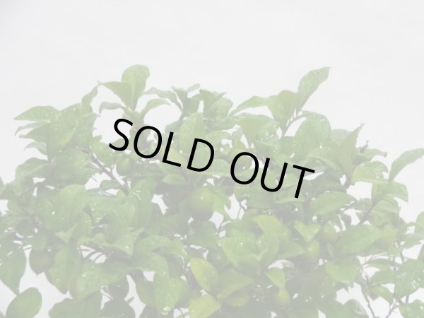 画像3: ローヤ柿 紅真珠(d) (3)