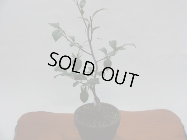 画像2: ローヤ柿 紅富士(b)(接木/素材) (2)