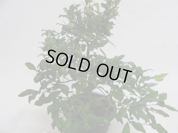 画像2: ローヤ柿 紅真珠(c) (2)