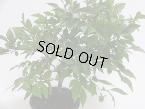 画像2: ローヤ柿 紅真珠(a) (2)