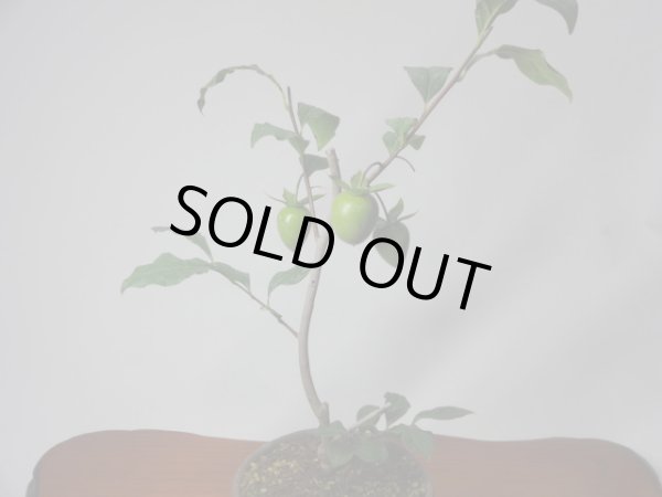 画像2: ローヤ柿 紅富士(a)(接木/素材) (2)