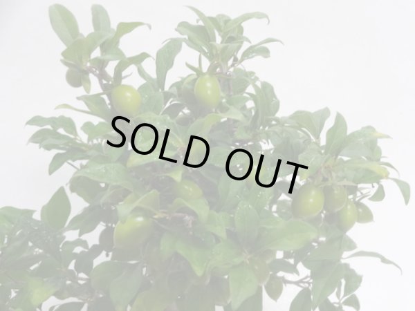 画像3: ローヤ柿 紅真珠(c) (3)