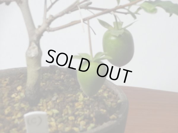 画像3: ローヤ柿 紅富士(c)(接木/素材) (3)